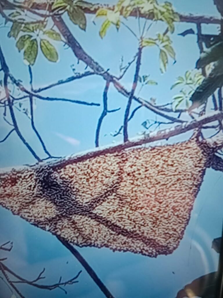 सीतामढ़ी क्षेत्र में मधुमक्खियों ने मचाई भगदड़