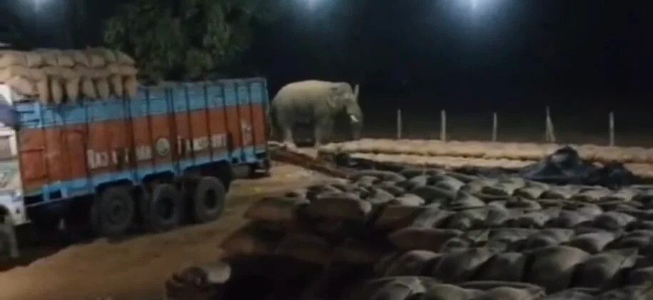 धान खरीदी केंद्र चचिया में दिखा हाथी, कर्मचारी दहशत में
